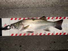 ヒラスズキの釣果