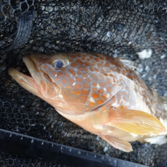 キジハタの釣果