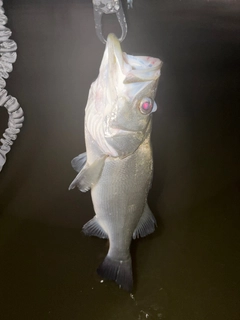 ヒラスズキの釣果