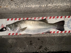 ヒラスズキの釣果