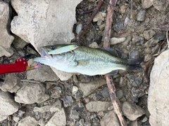 ラージマウスバスの釣果