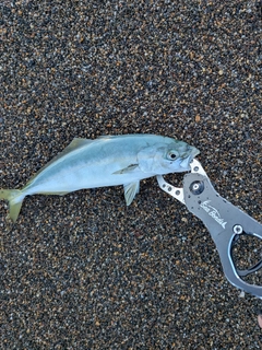 ワカシの釣果