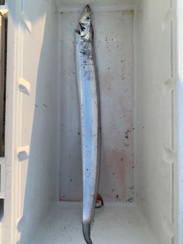 タチウオの釣果