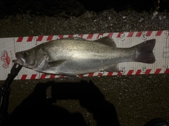 ヒラスズキの釣果