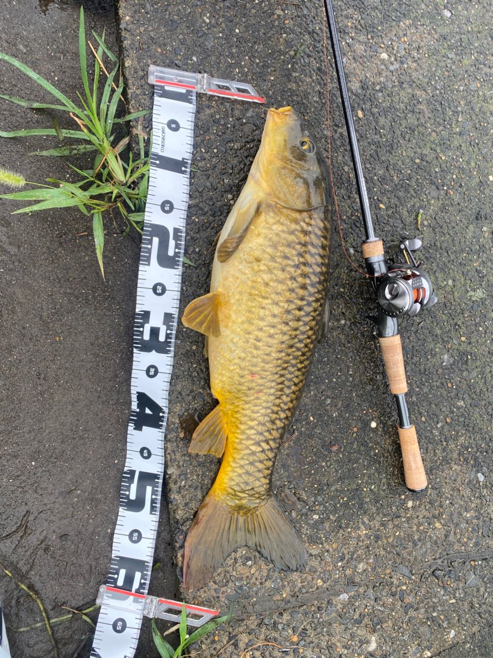 SHIMANO 22バンタム 168L+-BFS/2の最安値・インプレ・釣果 | 本音の