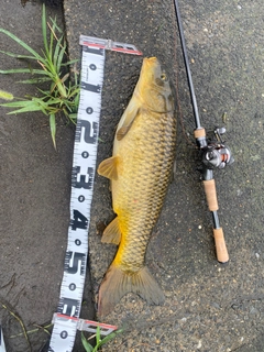 コイの釣果