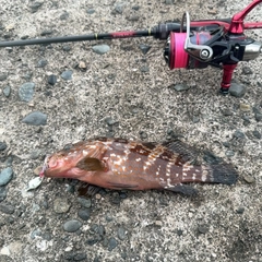 キジハタの釣果