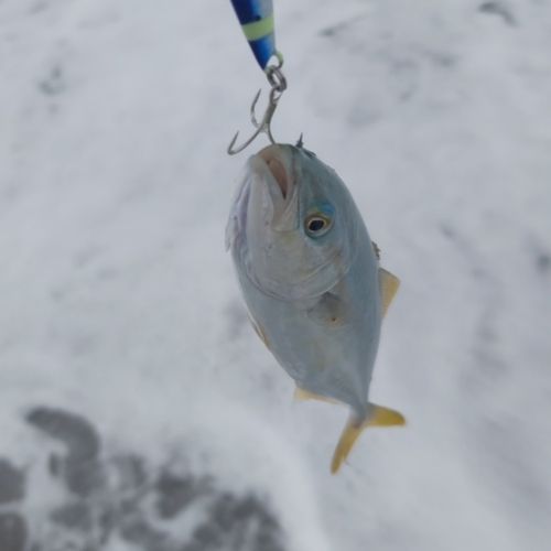 コゾクラの釣果