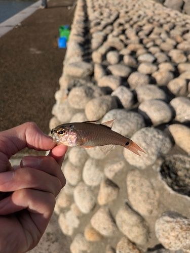 ネンブツダイの釣果