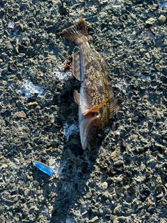 アイナメの釣果