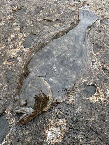 ヒラメの釣果