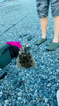 ソゲの釣果