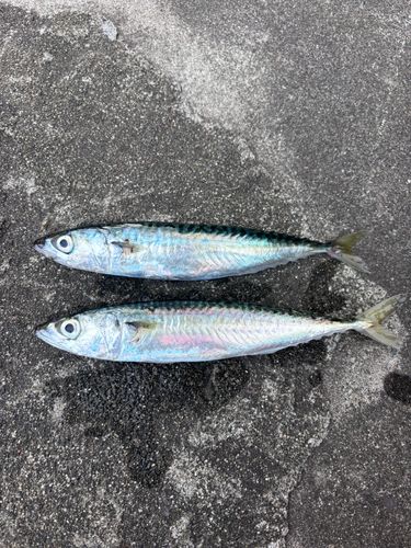 サバの釣果
