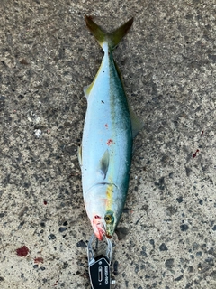 ワカシの釣果