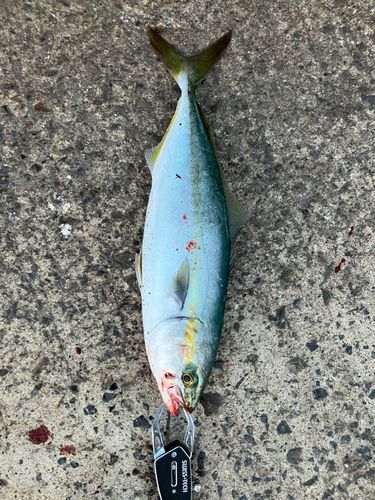 ワカシの釣果