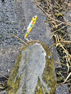 ニホンナマズの釣果