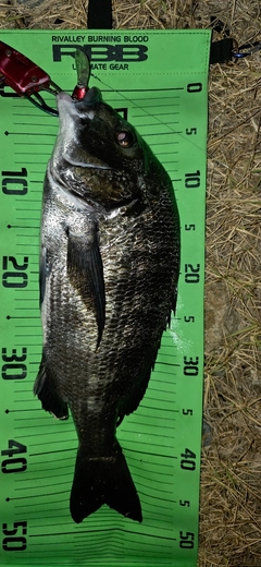 チヌの釣果