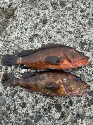 釣果