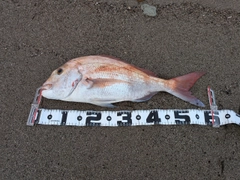 マゴチの釣果
