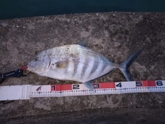 クロヒラアジの釣果