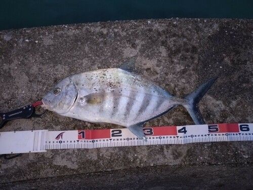 クロヒラアジの釣果