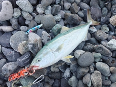 ワカシの釣果