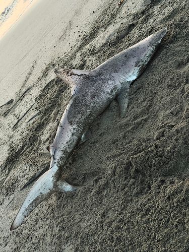 サメの釣果