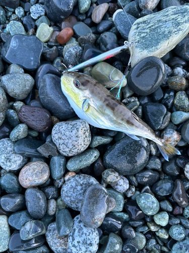 シロサバフグの釣果