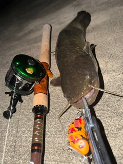 ナマズの釣果