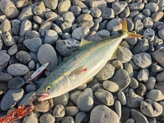 ワカシの釣果