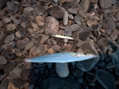 カマスの釣果