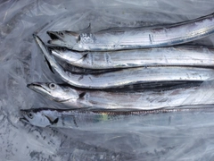 タチウオの釣果