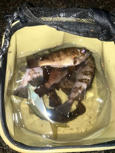 メバルの釣果