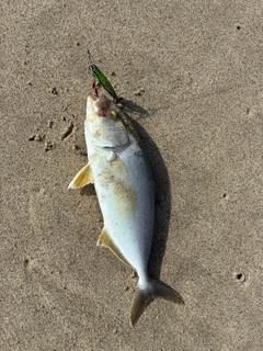 ショゴの釣果