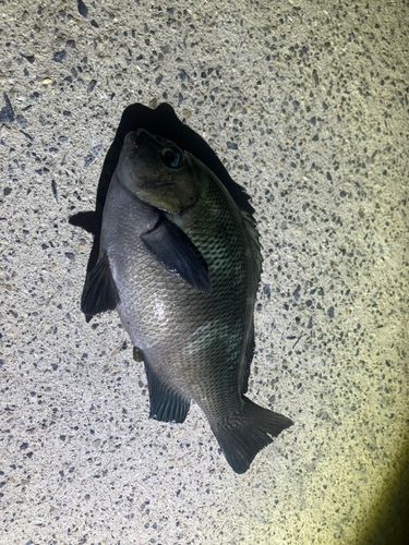 メジナの釣果