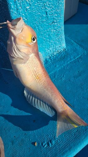 アマダイの釣果