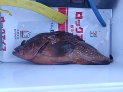アコウの釣果