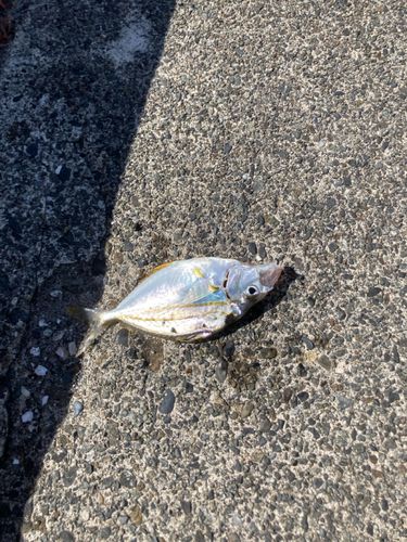 ヒイラギの釣果