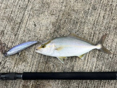 ネイリの釣果