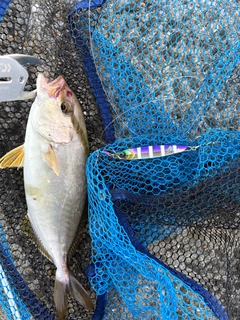 ネリゴの釣果
