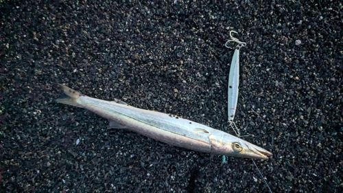 カマスの釣果