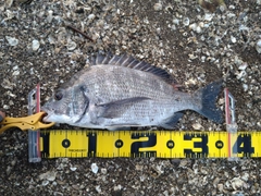 チヌの釣果