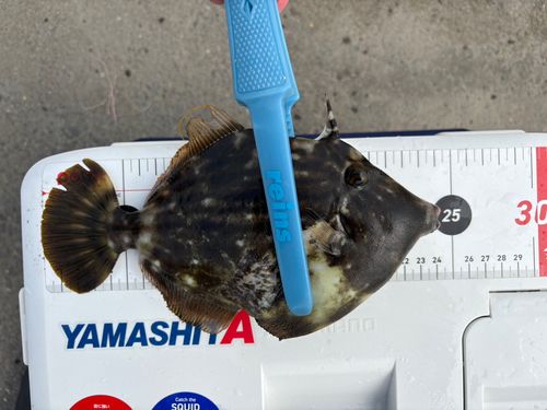カワハギの釣果