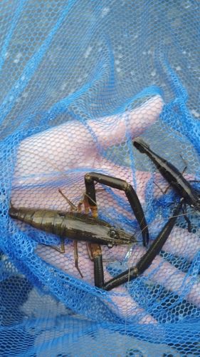 テナガエビの釣果