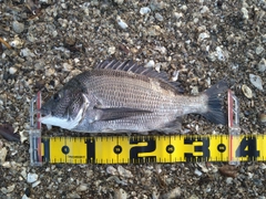 チヌの釣果