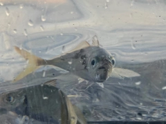 マアジの釣果