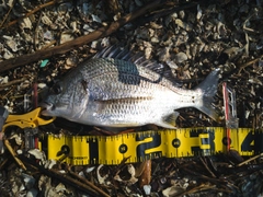 キビレの釣果