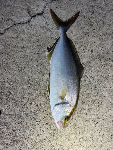 シオの釣果