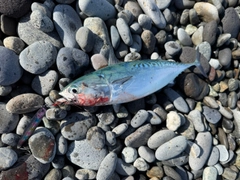 ソウダガツオの釣果