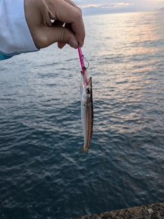 カマスの釣果